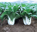 Park Seed Variety of Bok Choy (Pak Choi) Vegetable Seeds, Plant Seeds, Easy to Grow, Perfect for Spring Garden, Joi Choi Hybrid, Pack of 100