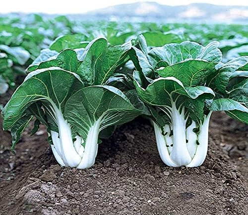 Park Seed Variety of Bok Choy (Pak Choi) Vegetable Seeds, Plant Seeds, Easy to Grow, Perfect for Spring Garden, Joi Choi Hybrid, Pack of 100