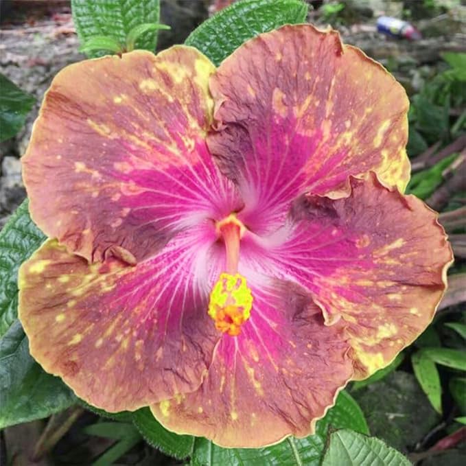 30+ Rare Hibiscus Seeds Rainbow Flower Tropical Seeds Flowering Hibiscus Tree Seeds with Bright Colors
