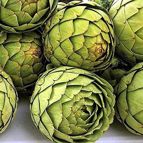 Seeds Green Globe Artichoke Heirloom Vegetable for Planting Non GMO
