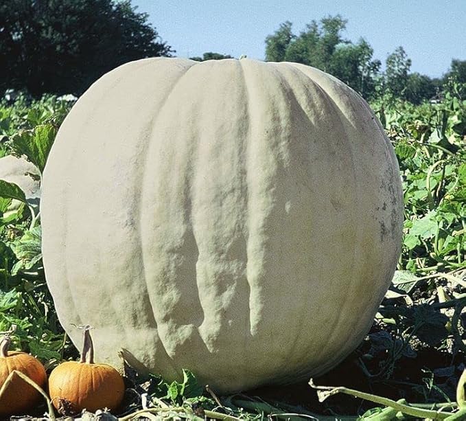 Pumpkin Seeds for Planting (10 Seeds) - Exotic and Hard to Find Pumpkin, Squash and Gourd Seeds - Vegetable Garden Seeds (Show Winner)