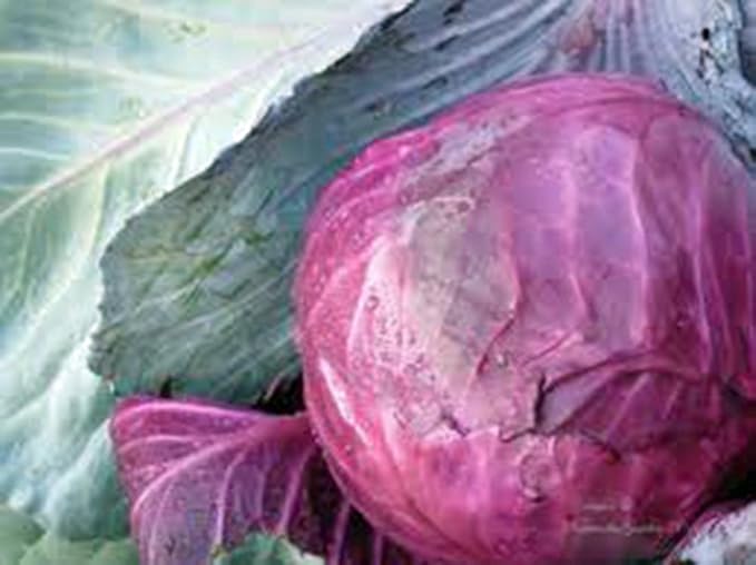 Cabbage Seed, Red Acre, Heirloom, Non GMO 25 Seeds, Colorful Tasty Healthy Veggie Country Creek Acres
