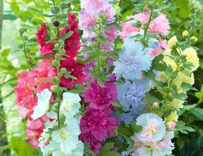 Hollyhock Majorette Mix Seeds – Alcea Rosea | Annual/Biennial | Compact, Double Blooms for Borders & Containers