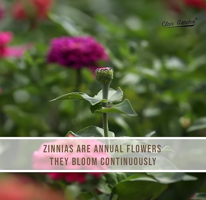 Zinnia Seeds - California Giants Mix - 1000 Seeds - Mixed Colors and Large Blooms, Heirloom Non-GMO USA Grown, Excellent for Pollinators, Annual - Vibrant Flowers for Any Home Garden