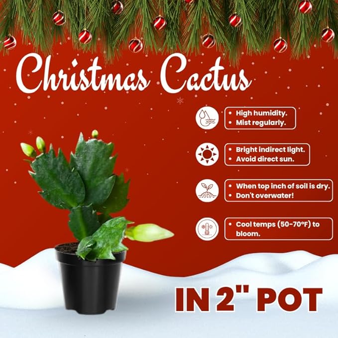 Red Christmas Cactus Plants Live in 2 Inch Pot, Vibrant Christmas Cactus Blooms, Perennial Holiday Cactus Plant Flower Succulent Houseplant