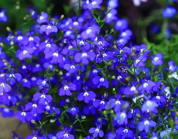 1000+ Blue Creeping Thyme Seeds for Planting Perennial Landscaping Ground Cover Non-GMO Ficoszo serphyllum Thyme