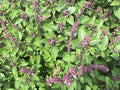1000 Persian Basil Seeds (Reyhan) | Planting Middle Eastern Garden Thai Anise Licorice Mint Cinnamon Herb Seed