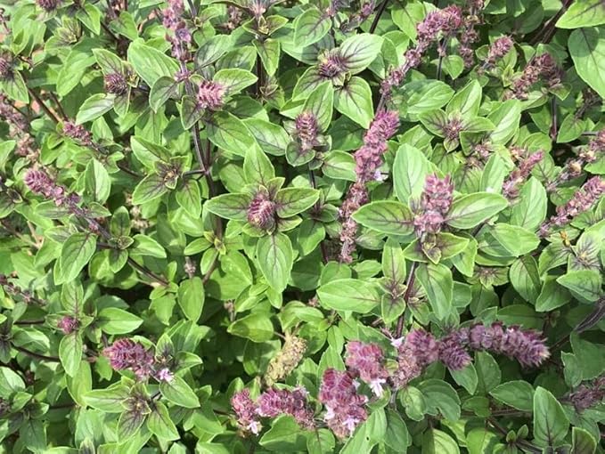 1000 Persian Basil Seeds (Reyhan) | Planting Middle Eastern Garden Thai Anise Licorice Mint Cinnamon Herb Seed