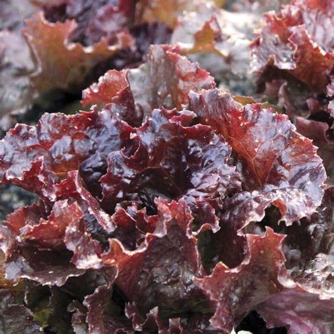 Park Seed Lettuce Salad Mix Edible Plant Seeds – Best Lettuce Collection with Buttercrunch, Red Sails, Super Jericho & More, High Yield & Easy to Grow, Gourmet Variety, Pack of 2600