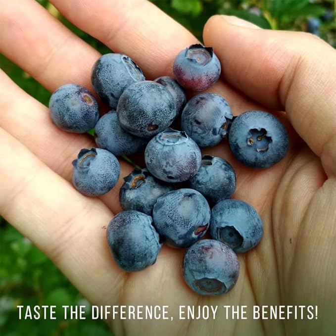 Blueberry Plant Reka Live for Sale (4 Pack) | Easy to Grow Plants | Edible Fruit Plant for Sustainable Living | Grow Your own Food on Your Edible Organic Garden| Live for Planting| No Seeds