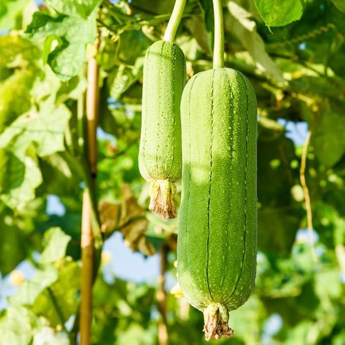 10 Luffa Gourd Seeds, Luffa Gourd Vegetable Seeds for Planting Outdoor Indoor, Gourd Seeds