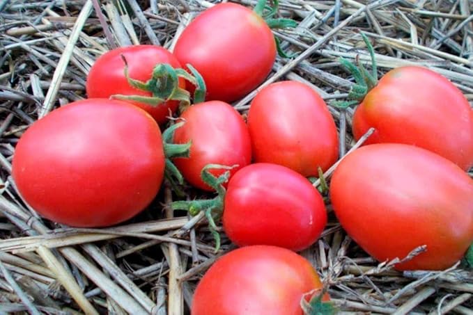 NIKA SEEDS - Seeds Vegetable Pink De Barao Tomato - 30 Seeds