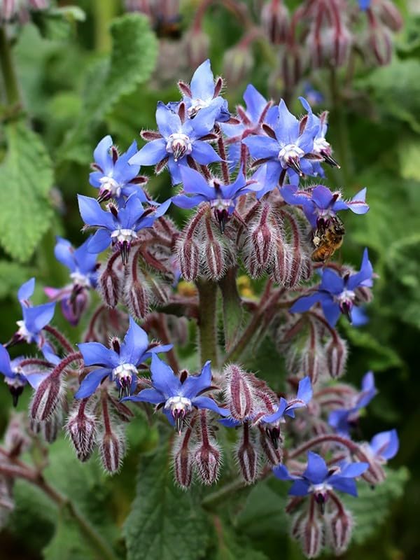 KIRA SEEDS - Seeds Borage - Annual Heirloom Herb - GMO Free