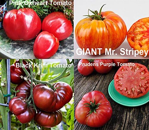 Mixed Seeds 30 Giant Tomato Seeds, Mix of 19 Varieties, Heirloom Non-GMO, Brandywine Black, Red, Yellow and Pink, Mr. Stripey, Old German, Black Krim, from USA Solanum lycoperscium
