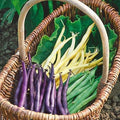 Park Seed Mardi Gras Blend Bush Bean Seeds – Tri-Color Green, Yellow & Purple Pods, Nutrient-Rich and Flavorful, Heavy Yields, Great for Fresh Eating or Preserving – Pack of 200