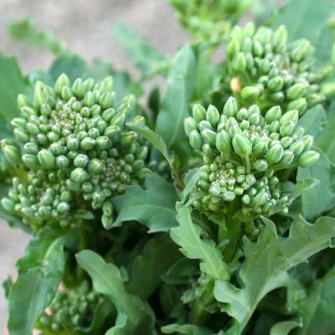 200PCS Kale Broccoli Choi Seeds White-Flowered Kailan Brassica Rapa Vegetable Seeds