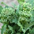200PCS Kale Broccoli Choi Seeds White-Flowered Kailan Brassica Rapa Vegetable Seeds