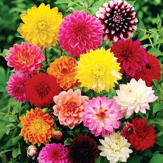 Dahlia Double Mix Seeds – Dahlia Pinnata | Perennial | Vibrant, Long-Lasting Blooms | Ideal for Borders & Cut Flowers