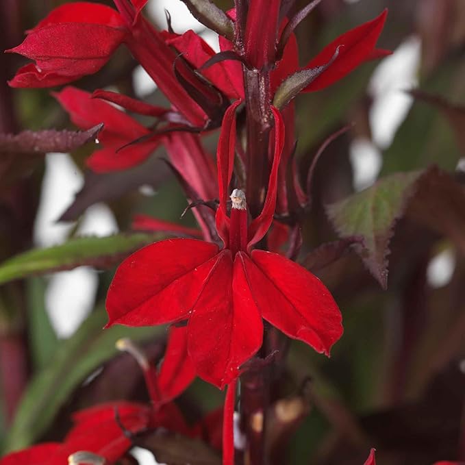 Eden Brothers Lobelia Seeds - Scarlet Bronze Leaf