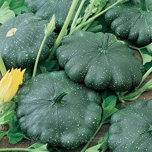 NIKA SEEDS - Seeds Vegetable Black Patty Pan Squash Scallop Zucchini - 5 Seeds