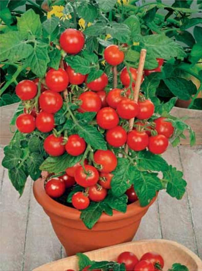 NIKA SEEDS - Seeds Vegetable Indoor Dwarf Tomato Santa Claus - 25 Seeds