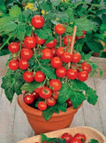 CEMEHA SEEDS - Seeds Indoor Red Dwarf Tomato Determinate Non GMO Vegetable for Planting