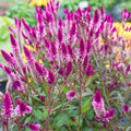 Celosia Argentea Seeds - 1000 Pcs Perennial Tall Weather-Resistant Flower Seeds, Vibrant Plumes for Containers, Borders, Pollinator Gardens & House Plants