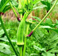 Emerald Okra Seeds - 100 Count Seed Pack - Non GMO - Produces Straight Okra That Keeps its Vibrant Green Color Even After Being Cooked.