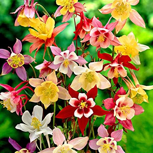 Columbine McKana Mix Seeds – Aquilegia Caerulea | Perennial Wildflower for Pollinators | Elegant Long-Spurred Blooms