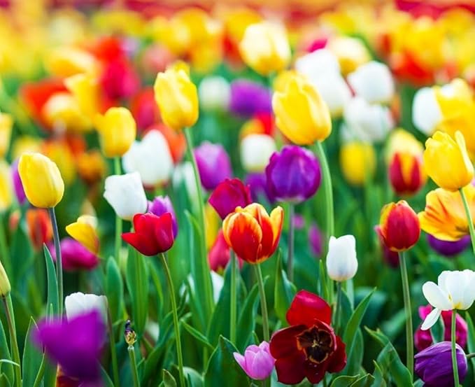 Mix Triumph Tulips 10 Bulbs for Fall Planting Colorful Flower Tulipa Darwin Hybrid Changing Colors Mixture Size 12+ 4 Varieties to Choose (All Season Barn Mixture, 10, Mix Color)