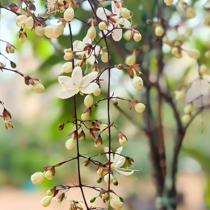 Climbing Jasmine Flower Seeds for Planting, 100 Jasminum Sambac Seeds, Perennial Flower Plants, Non-GMO Heirloom Climbing Jasmine Seed for Home Garden, Balcony, Vertical Garden Decor