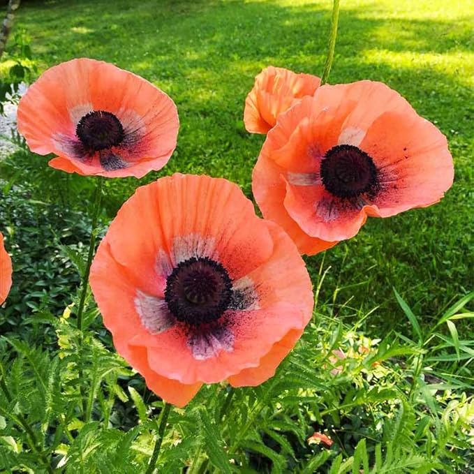 11000+ Seeds Poppy Flower Seed Mix for Planting-Non-GMO Heirloom Plant Seeds Garden Outdoor