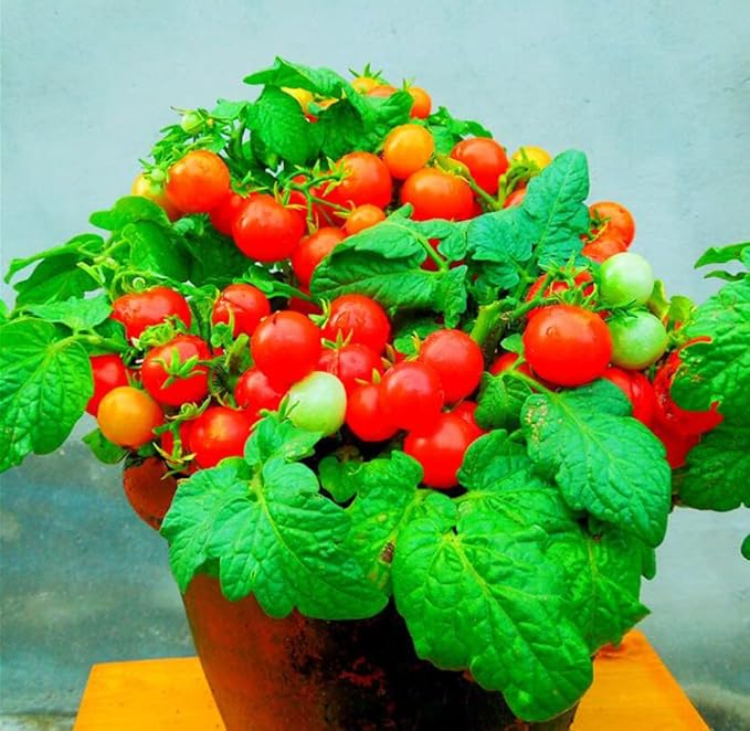 MOCCUROD 100 Seeds Indoor Cherry Tomato Dwarf Red and Yellow Tomato Rare Vegetable Heirloom Seeds
