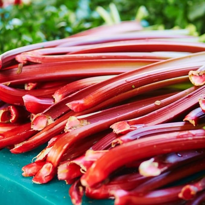 Large Victoria Rhubarb Crown, 15-20" Tall Live Rhubarb Root for Planting, Hardy Perennial Vegetable Rootstock for Outdoor Gardens