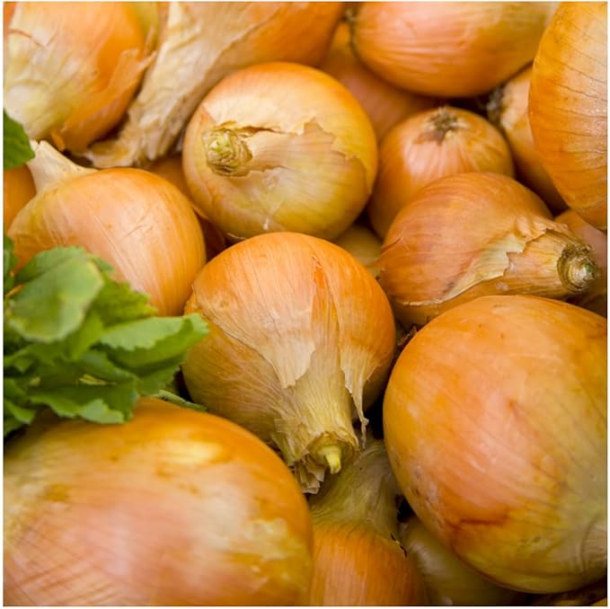 Seed Needs Onion Seeds for Planting Walla Walla Long Day Onions - Non-GMO Heirloom & Untreated Vegetable Seeds to Plant an Outdoor Home Grown Veggie Garden (2 Packs)