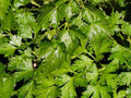 Parsley Italian Flat Leaf Dark Green Great Garden Herb by Seed Kingdom Bulk 1 Lb Seeds
