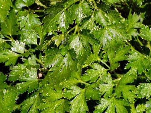Parsley Italian Flat Leaf Dark Green Great Garden Herb by Seed Kingdom Bulk 1 Lb Seeds