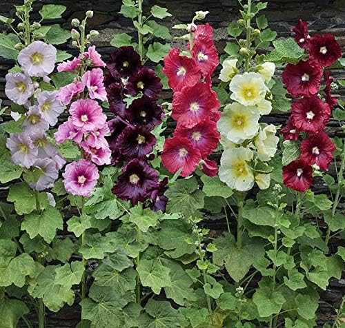 Hollyhock Spring Mix Seeds – Alcea Rosea | Biennial/Perennial | Towering, Vibrant Blooms for Cottage Gardens