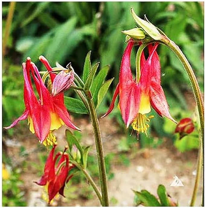 Eastern Columbine Seeds - Palo Yellow and Red - Approximately 800 Seeds - Zones 3-9