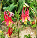 Eastern Columbine Seeds - Palo Yellow and Red - Approximately 800 Seeds - Zones 3-9