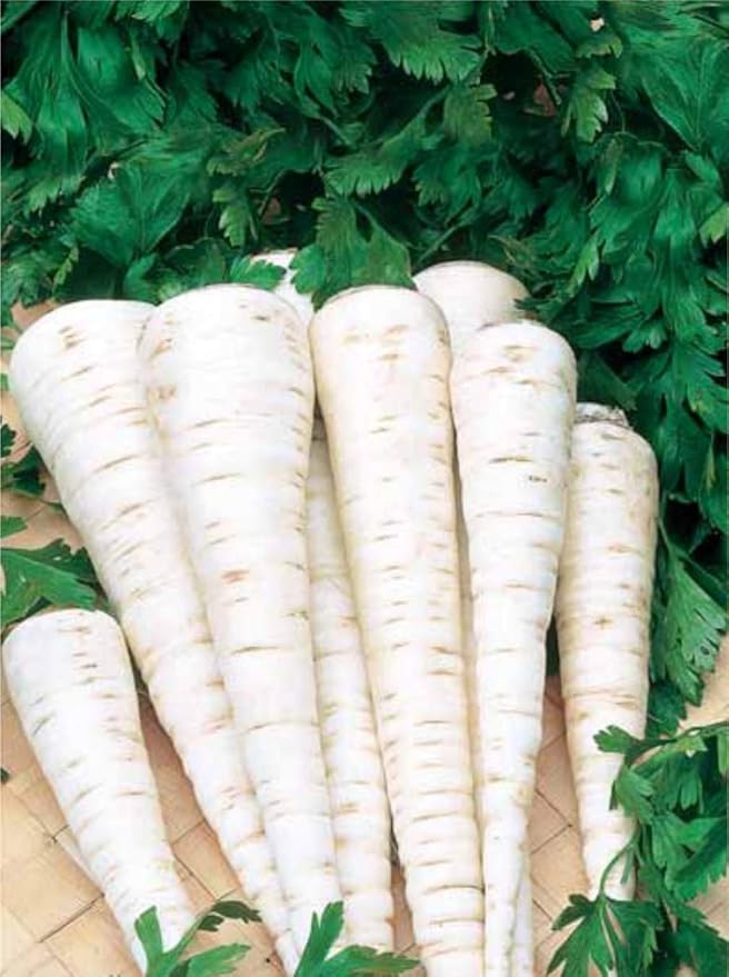 Seeds4planting - Sugar Parsley Root Heirloom Herbs Non GMO for Planting 2000 Seeds