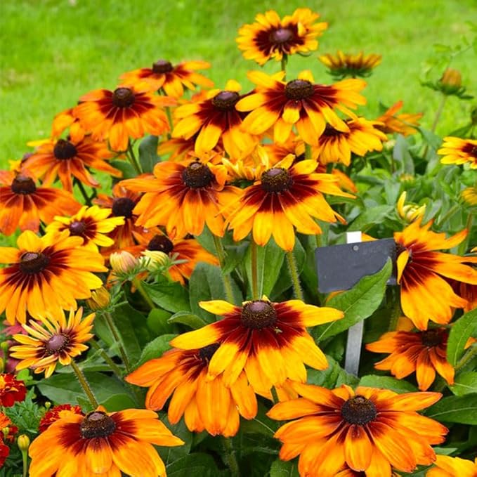400+ Black Eyed Susan Seeds for Planting - Perennial Yellow Flowers, Ideal for Garden & Wildflower Landscapes