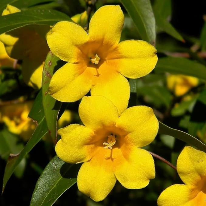 2 Assorted Jasmine Plants 4–8 Inch, Live Fragrant Jasmine Flowering Vine, Sweet Scented Blooms, Easy Care Indoor or Outdoor