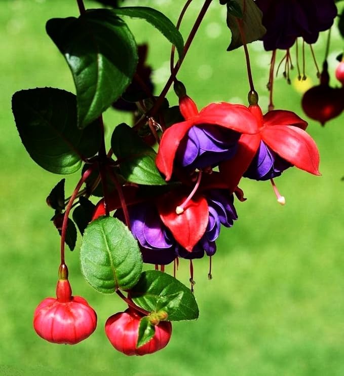 Fuchsia Flower Seeds Perennial Home Plant Bonsai 100 Pcs Seeds