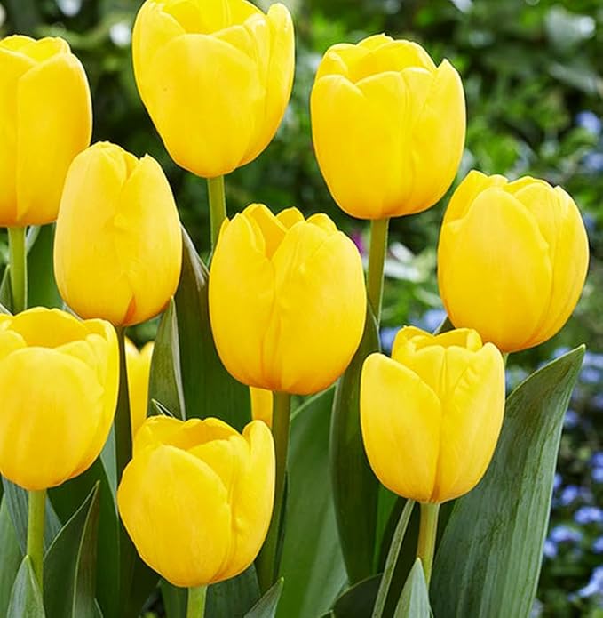 Tulipa Fringed Mixture Tulip Bulbs Size 11/12 for Planting - Plant in Fall, Winter or Early Spring (Golden Emperor, 15, Count)
