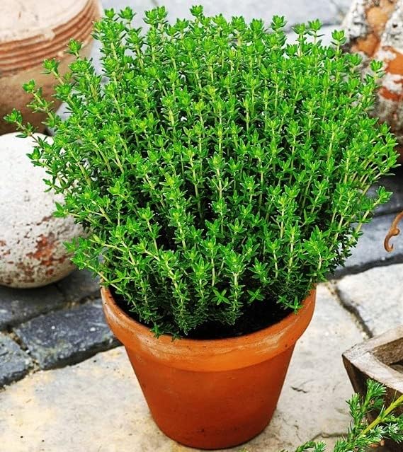 SeedsUP - 500+ Seeds Thyme - Herb Green