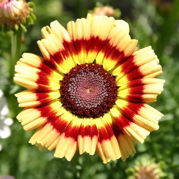 1200+ Perennial Painted Daisy Seeds - Perennial Chrysanthemum Flowers, Rainbow Mix for Outdoor Planting, Fragrant Flowers Attract Butterflies, Home Garden Essential