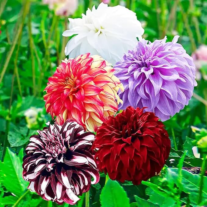 Mix Giant Dahlia Seeds for Planting -1100 Pcs Annual Flower Seeds with Colorful Blooms for Containers