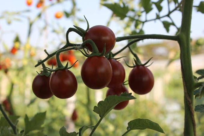 Seeds Tomato Pear-Shaped Black Heirloom Vegetable for Planting Non GMO