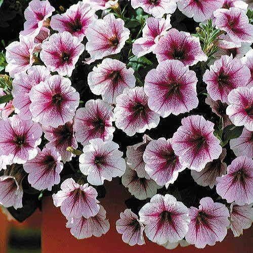 Park Seed Opera Supreme Raspberry Ice Petunia Seeds – Self-Cleaning 2-Inch Pale Pink and Purple Blooms, Trailing 2–3 Ft. for Baskets, Containers, or Groundcover, Easy Care Annual – Pack of 10